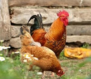 Especies avícolas de interés zootécnico