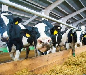 Nutrición de animales de recría y cebo