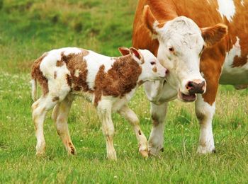 Prevención y tratamiento de enfermedades en animales reproductores, animales de renuevo y crías