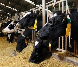 Nutrición animal en ganadería
