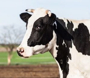 Aplicación de la normativa de seguridad y de protección medioambiental en la producción de animales de renuevo, de reproductores, crías y de producción de leche