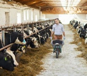 Preparación y administración de alimentos para animales reproductores, animales de renuevo y crías de ganadería