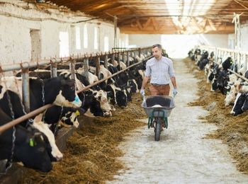 Preparación y administración de alimentos para animales reproductores, animales de renuevo y crías de ganadería
