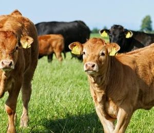 Morfología y fisiología de las especies ganaderas