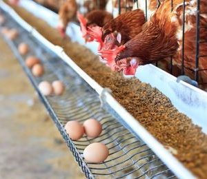 Alimentación de las aves