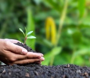 Inventario de puntos de consumo de recursos naturales vivos